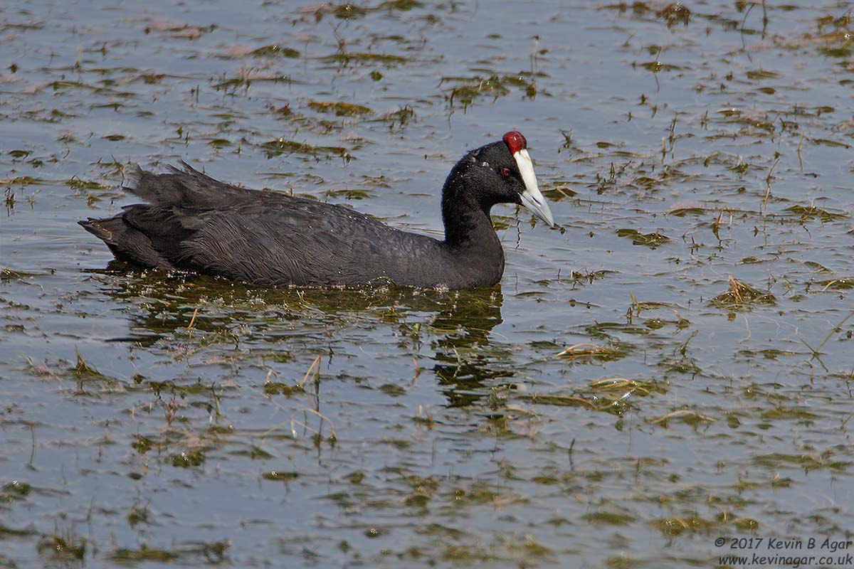 Canon EOS 7D Mark II + Canon EF 500mm F4L IS USM sample photo. Red-knobbed coot, fulica cristata photography