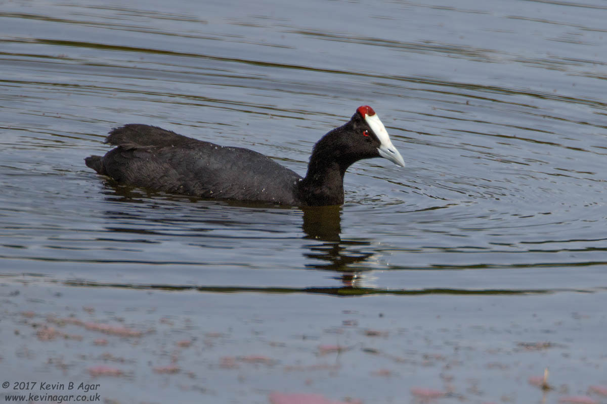 Canon EF 500mm F4L IS USM sample photo. Red-knobbed coot, fulica cristata photography