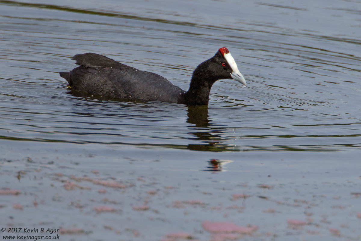 Canon EF 500mm F4L IS USM sample photo. Red-knobbed coot, fulica cristata photography