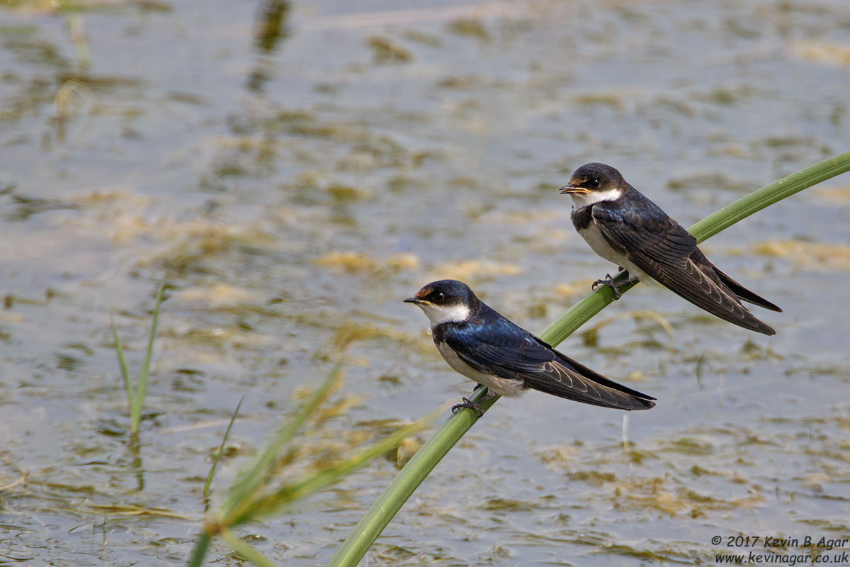 Canon EF 500mm F4L IS USM sample photo. White-throated swallow photography
