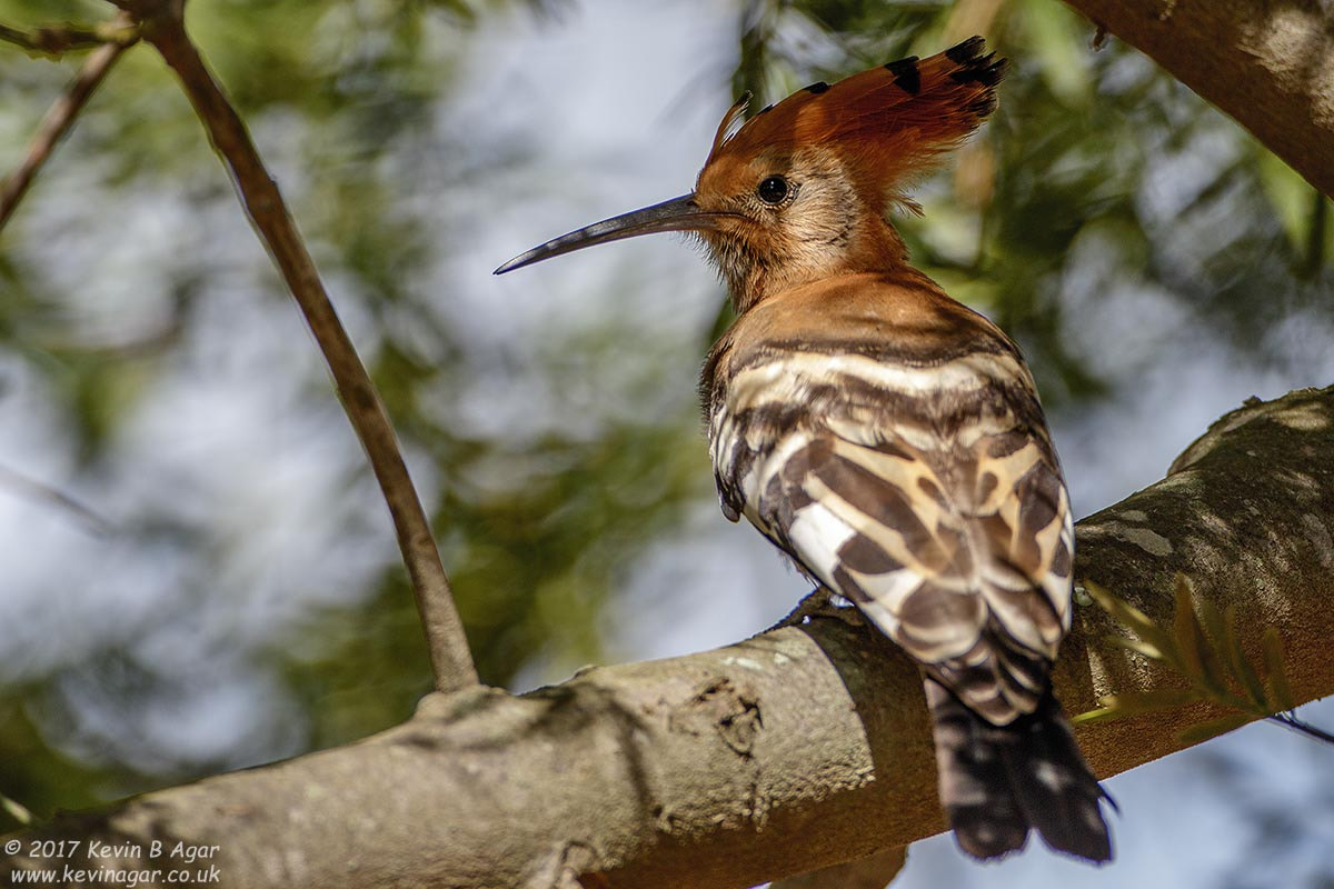 Canon EF 500mm F4L IS USM sample photo. African hoopoe photography