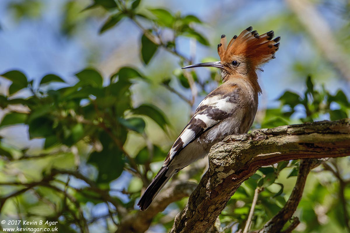 Canon EF 500mm F4L IS USM sample photo. African hoopoe photography