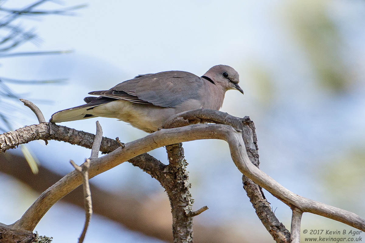 Canon EF 500mm F4L IS USM sample photo. Cape turtle dove, streptopelia capicola photography
