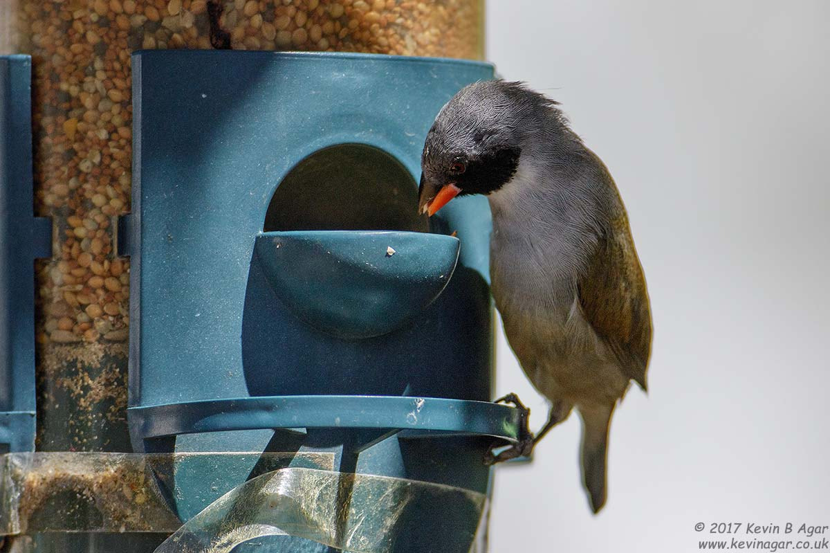 Canon EF 500mm F4L IS USM sample photo. Swee waxbill, estrilda melanotis photography
