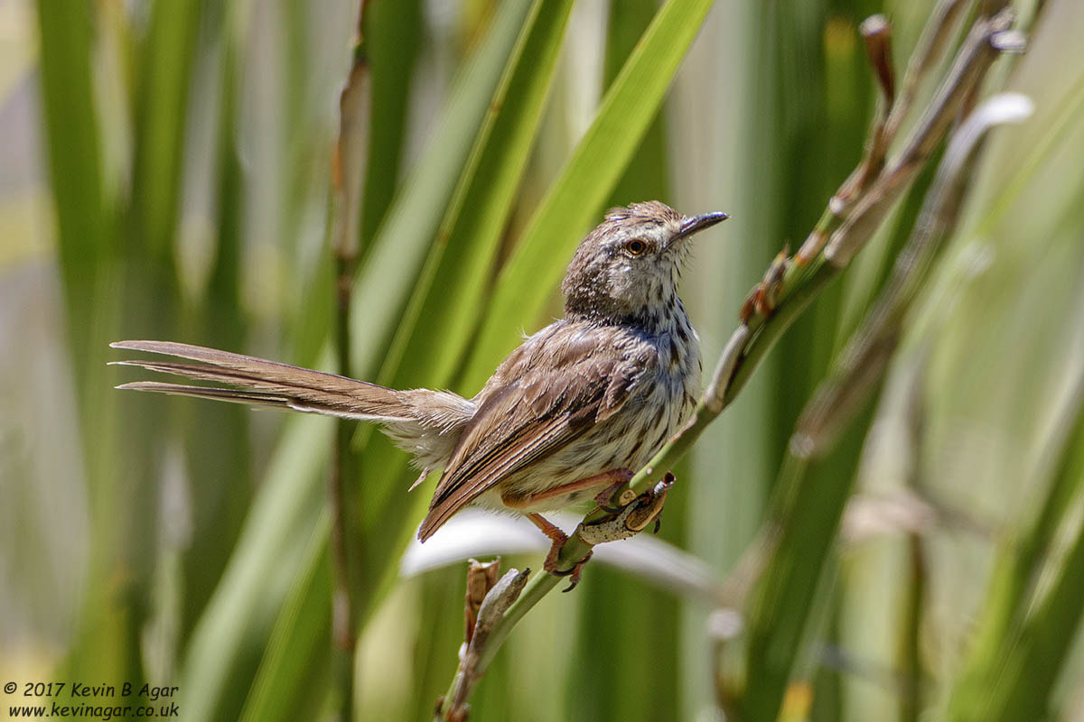 Canon EF 500mm F4L IS USM sample photo. Karoo prinia photography