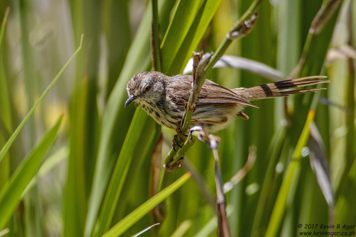 Canon EF 500mm F4L IS USM sample photo. Karoo prinia photography