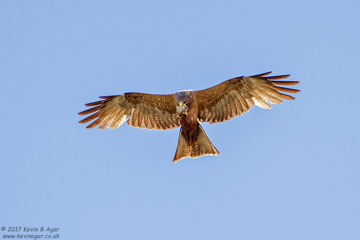 Canon EF 500mm F4L IS USM sample photo. Yellow-billed kite, milvus aegyptius photography