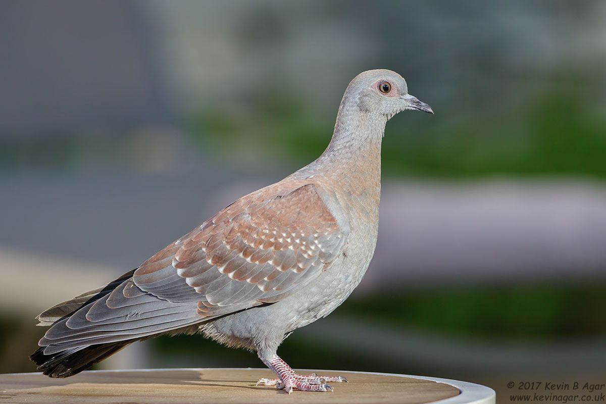 Canon EF 500mm F4L IS USM sample photo. Speckled pigeon photography