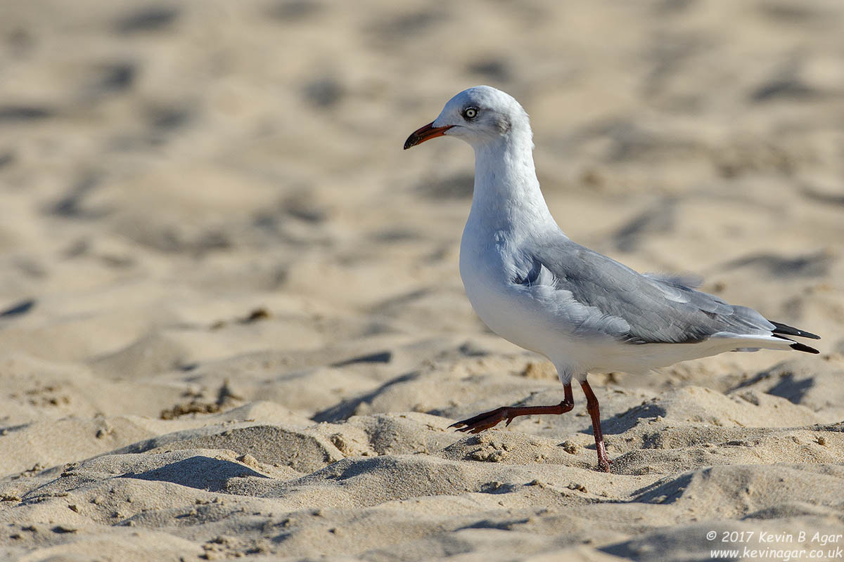 Canon EOS 7D Mark II + Canon EF 500mm F4L IS USM sample photo. Grey-headed gull, larus cirrocephalus photography