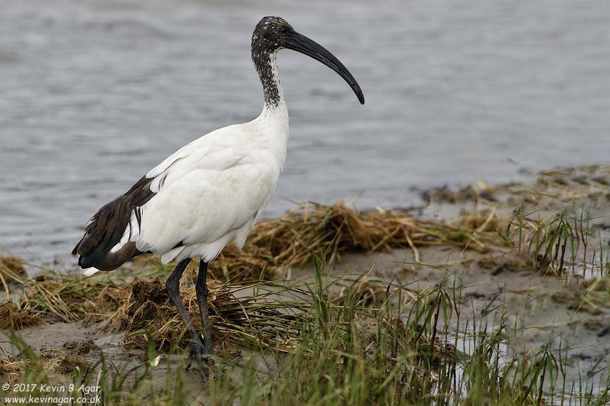 Canon EF 500mm F4L IS USM sample photo. Sacred ibis photography