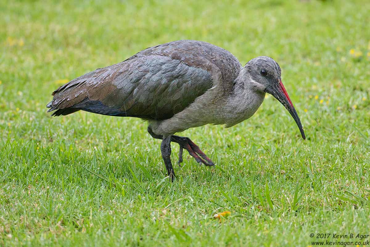Canon EF 500mm F4L IS USM sample photo. Hadada photography
