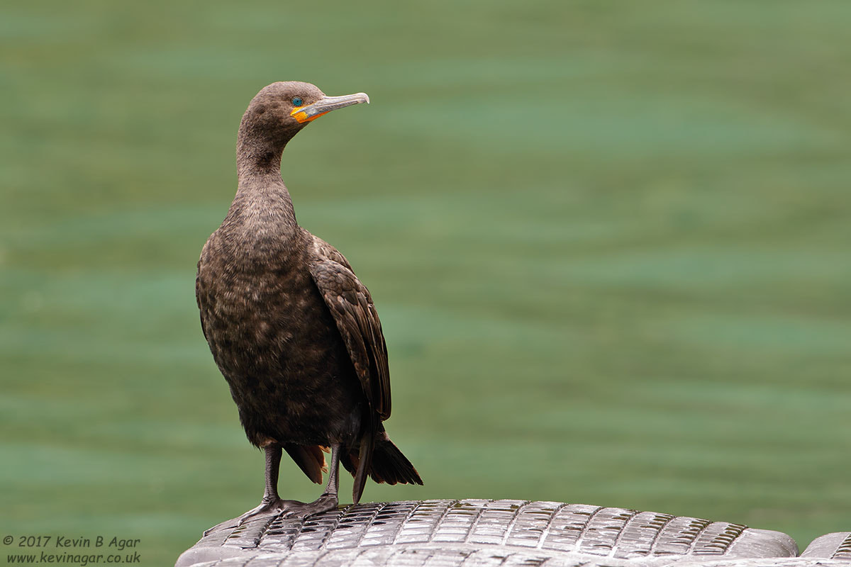Canon EF 500mm F4L IS USM sample photo. Cape cormorant photography