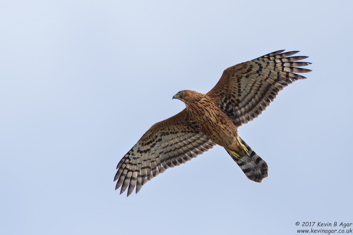 Canon EF 500mm F4L IS USM sample photo. Black sparrowhawk juv. photography