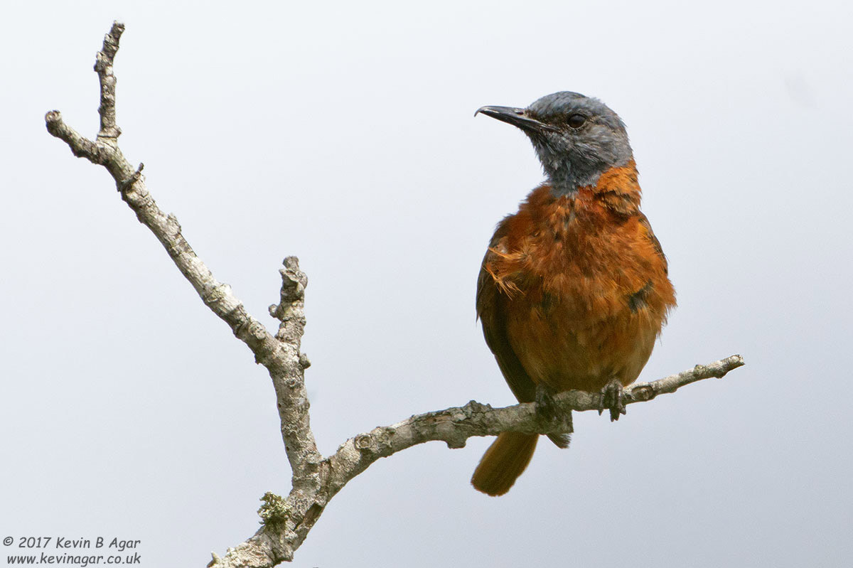 Canon EF 500mm F4L IS USM sample photo. Cape rock thrush photography