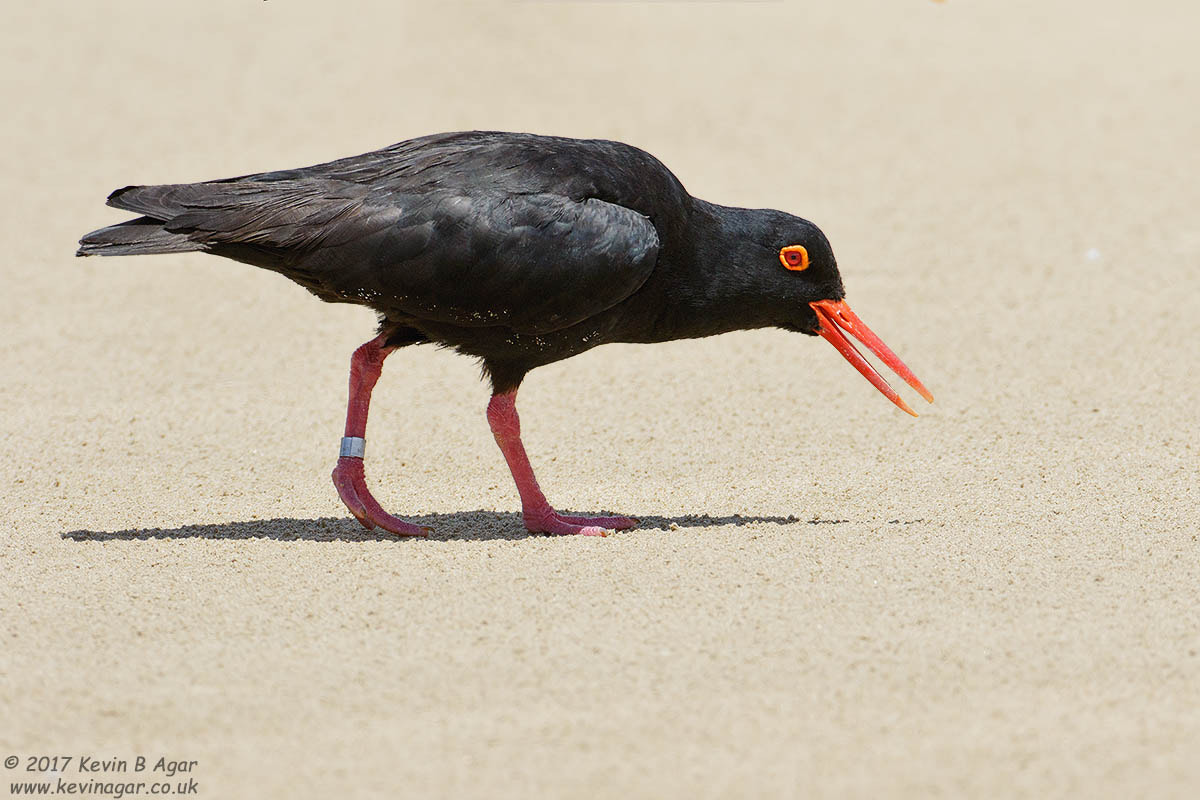 Canon EOS 7D Mark II + Canon EF 500mm F4L IS USM sample photo. African black oystercatcher, haematopus moquini photography