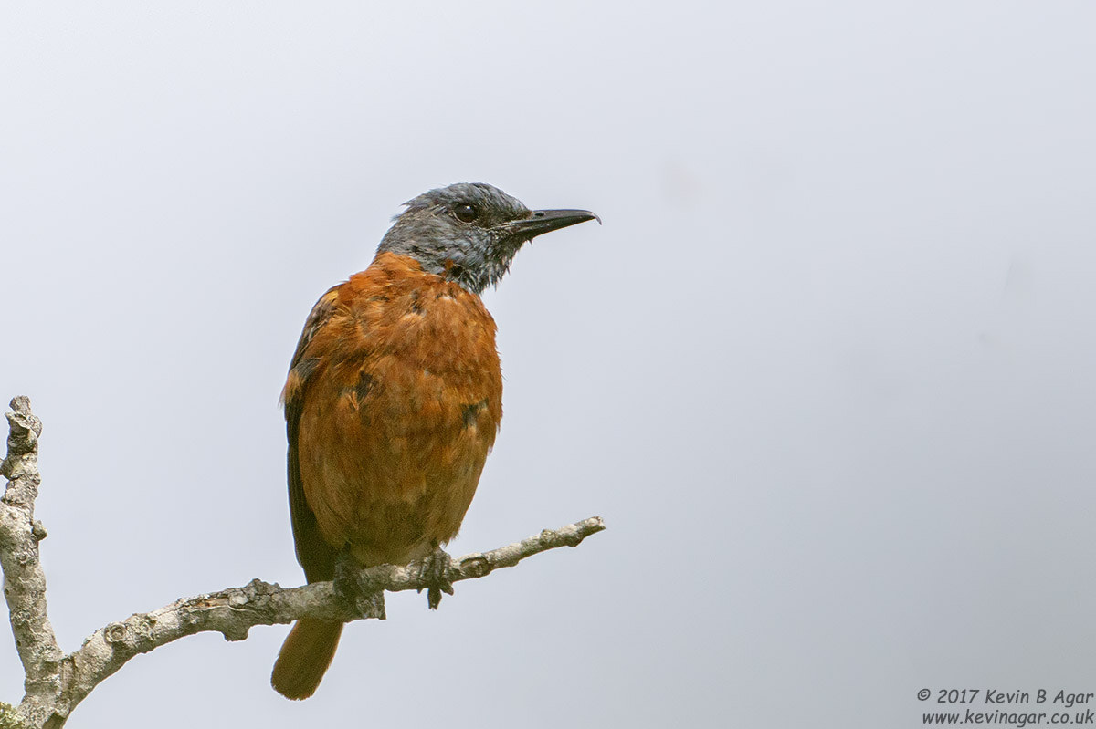 Canon EF 500mm F4L IS USM sample photo. Cape rock thrush photography