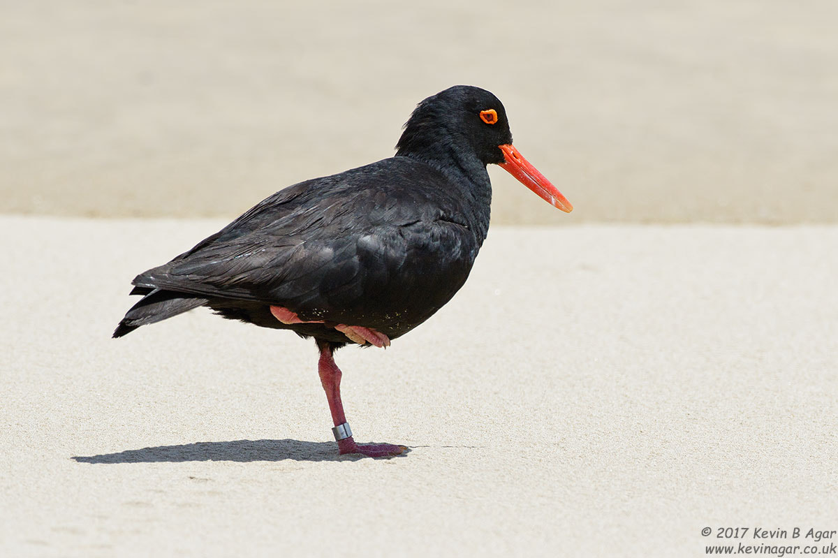 Canon EOS 7D Mark II + Canon EF 500mm F4L IS USM sample photo. African black oystercatcher, haematopus moquini photography