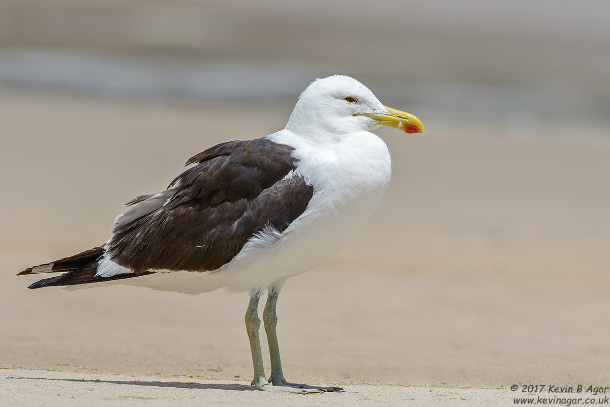 Canon EOS 7D Mark II + Canon EF 500mm F4L IS USM sample photo. Kelp gull photography