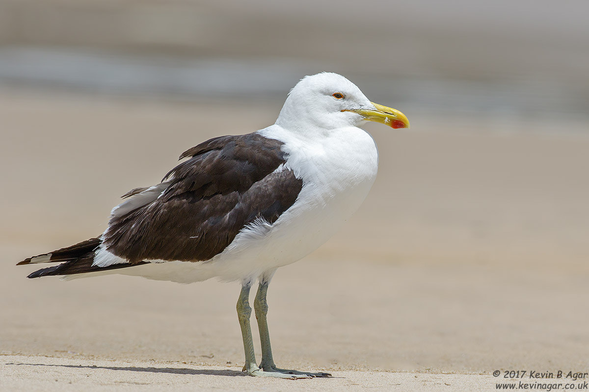 Canon EF 500mm F4L IS USM sample photo. Kelp gull photography