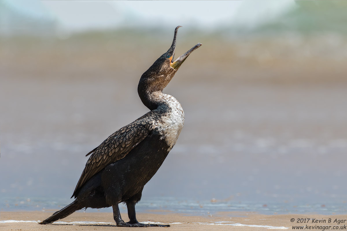 Canon EF 500mm F4L IS USM sample photo. White-breasted cormorant photography