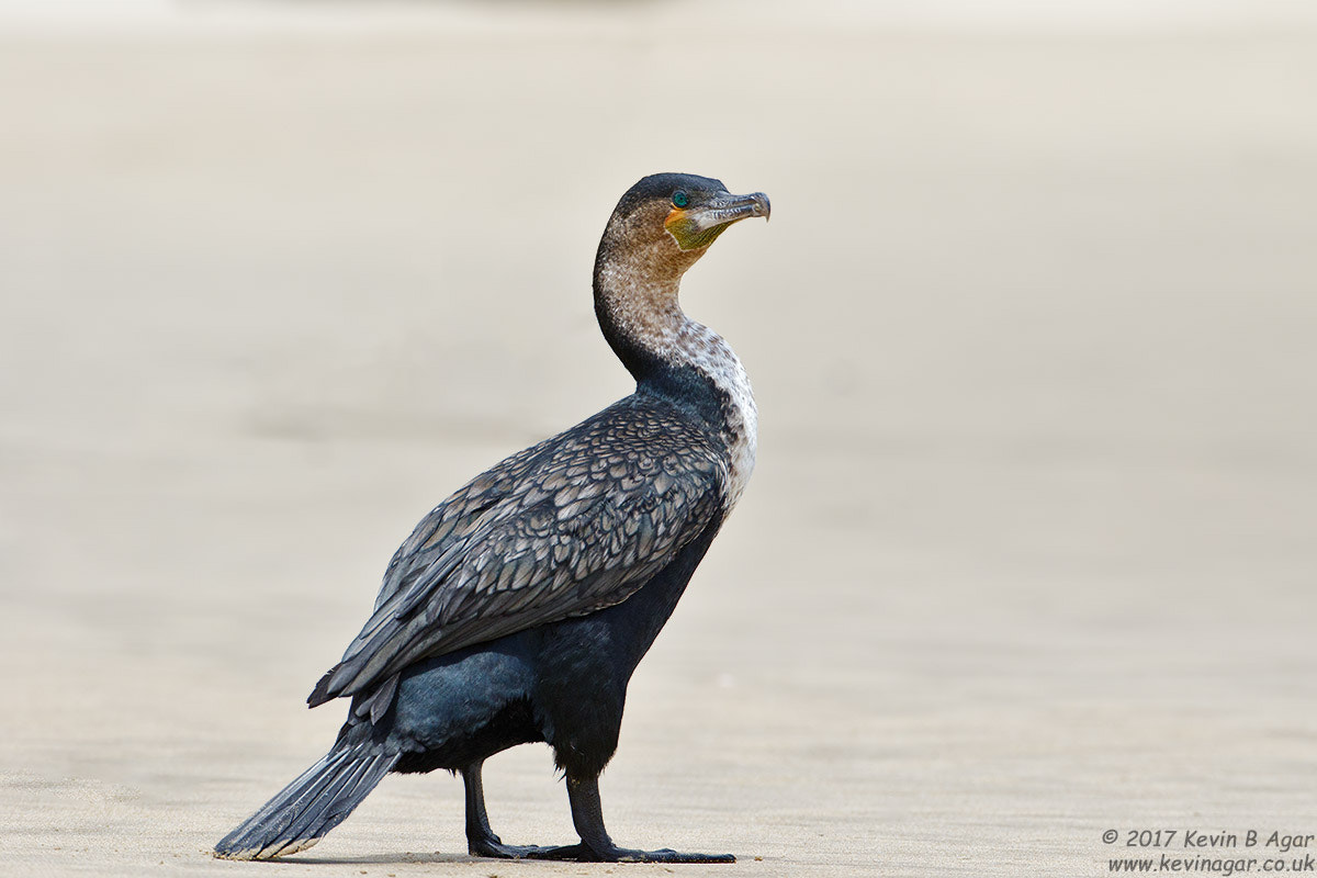 Canon EOS 7D Mark II + Canon EF 500mm F4L IS USM sample photo. White-breasted cormorant photography