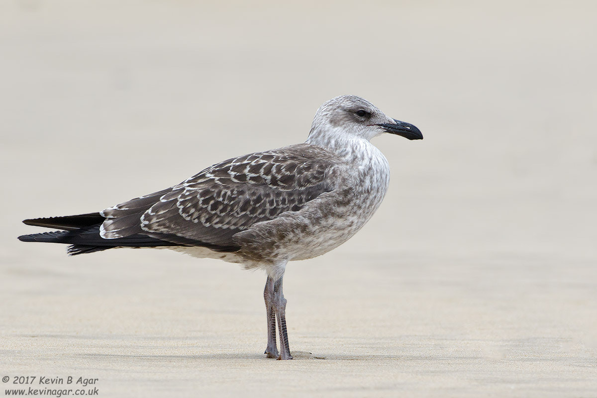 Canon EOS 7D Mark II + Canon EF 500mm F4L IS USM sample photo. Kelp gull photography