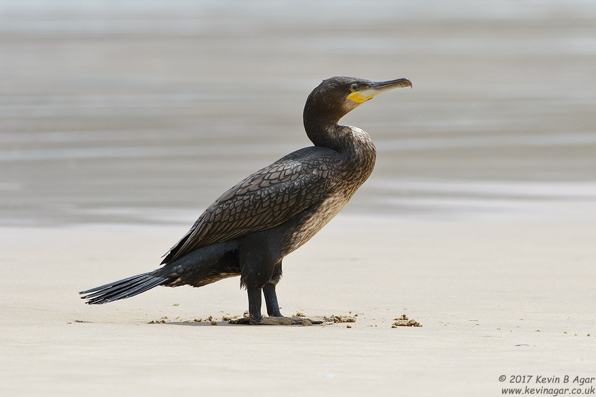 Canon EF 500mm F4L IS USM sample photo. White-breasted cormorant photography