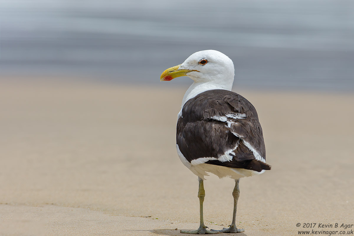Canon EF 500mm F4L IS USM sample photo. Kelp gull photography