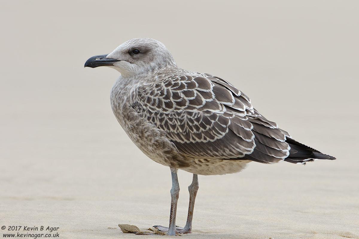 Canon EOS 7D Mark II + Canon EF 500mm F4L IS USM sample photo. Kelp gull photography