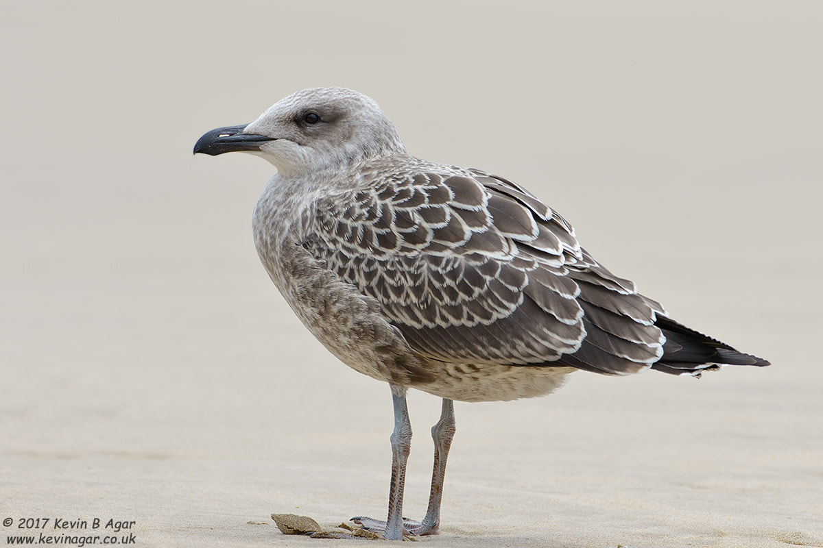 Canon EF 500mm F4L IS USM sample photo. Kelp gull photography
