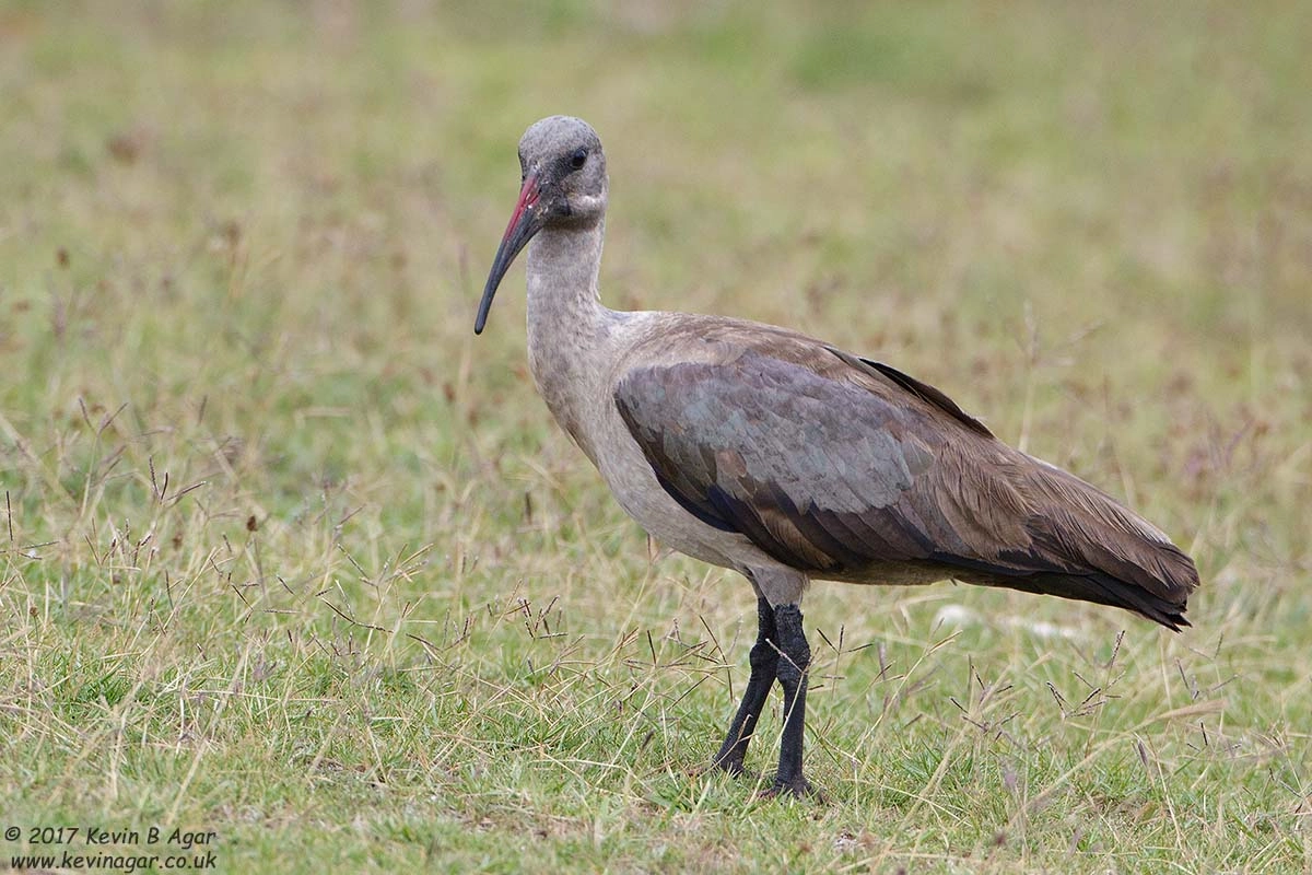 Canon EOS 7D Mark II + Canon EF 500mm F4L IS USM sample photo. Hadada photography