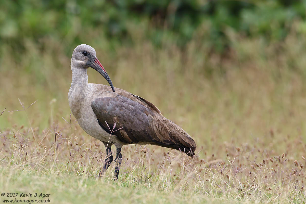 Canon EF 500mm F4L IS USM sample photo. Hadada photography