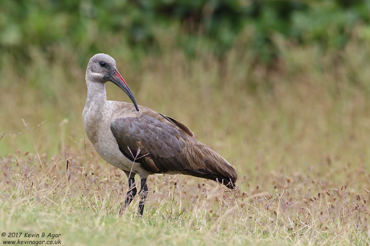 Canon EOS 7D Mark II + Canon EF 500mm F4L IS USM sample photo. Hadada photography