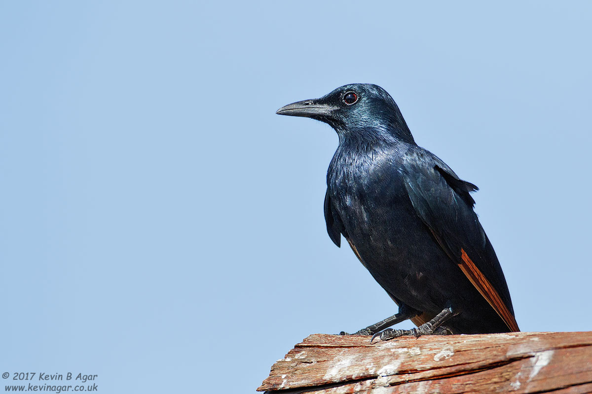 Canon EOS 7D Mark II + Canon EF 500mm F4L IS USM sample photo. Red-winged starling photography