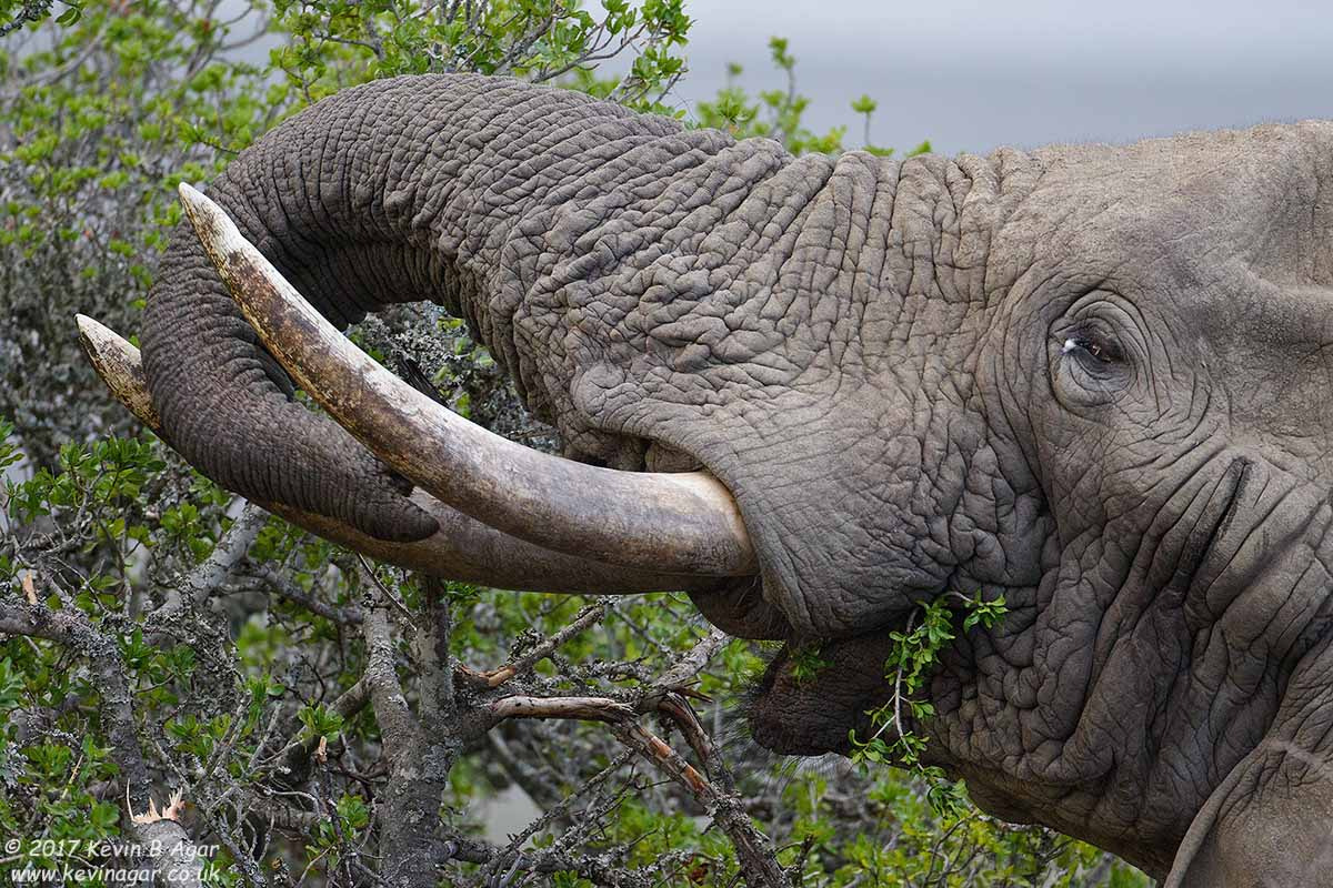 Canon EF 500mm F4L IS USM sample photo. Elephant photography