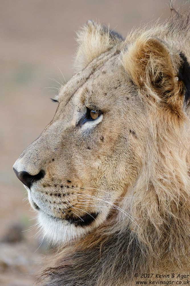 Canon EF 500mm F4L IS USM sample photo. Lion photography