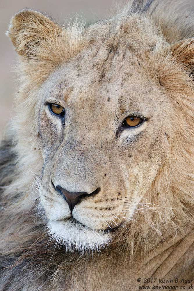 Canon EF 500mm F4L IS USM sample photo. Lion photography