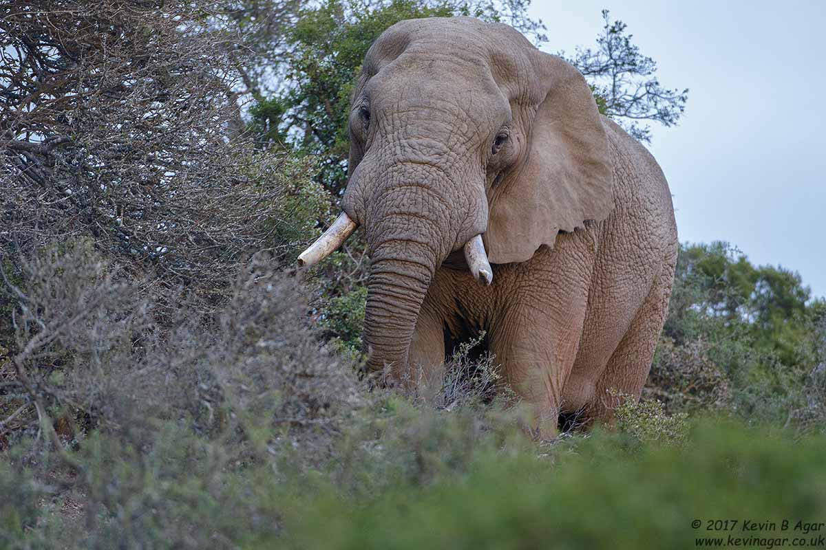 Canon EF 500mm F4L IS USM sample photo. Elephant photography