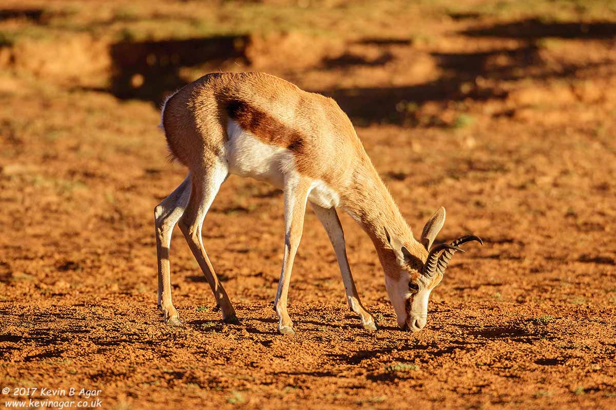 Canon EOS 7D Mark II + Canon EF 500mm F4L IS USM sample photo. Springbok photography