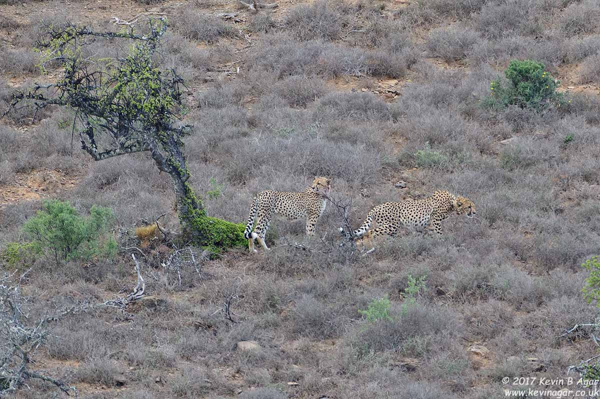 Canon EF 500mm F4L IS USM sample photo. Cheetah photography