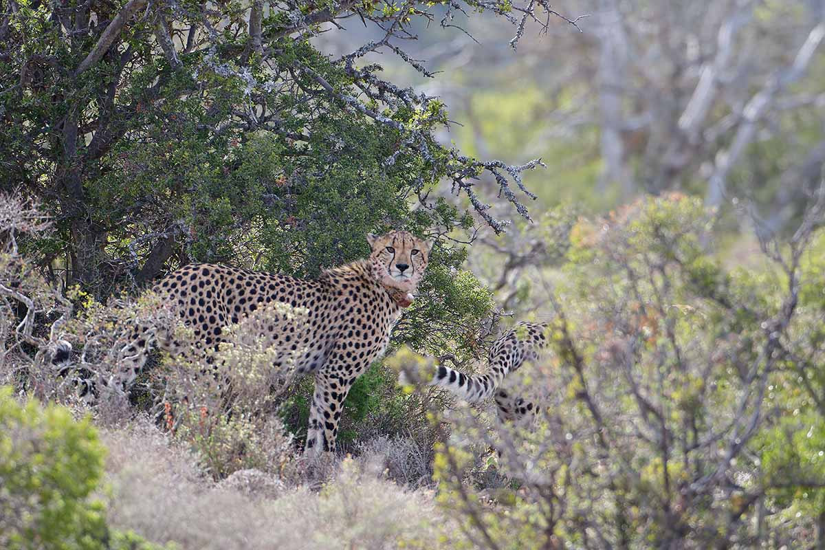 Canon EOS 7D Mark II + Canon EF 500mm F4L IS USM sample photo. Cheetah photography