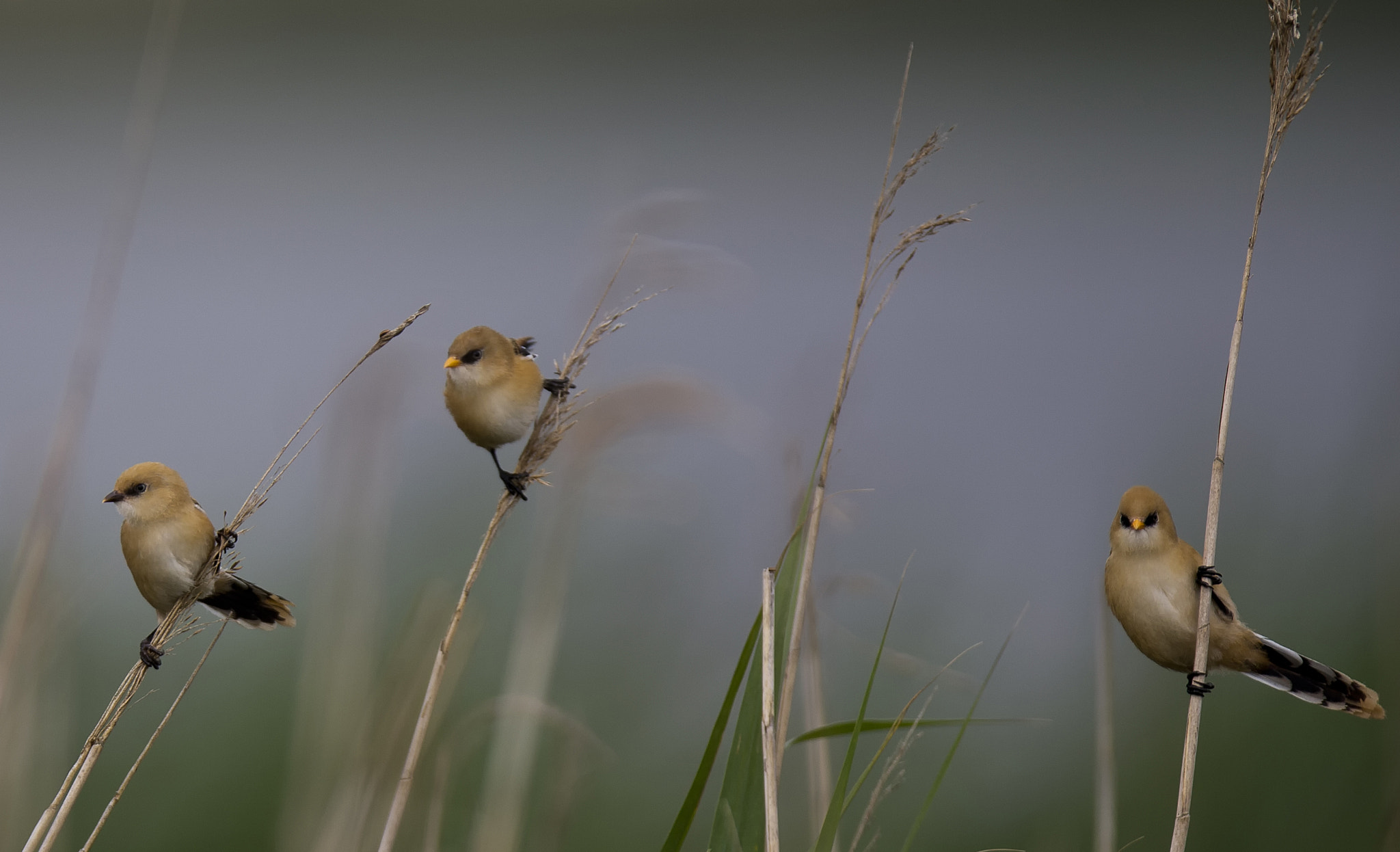 Canon EOS-1D X + Canon EF 400mm F2.8L IS II USM sample photo. Bearded tit photography