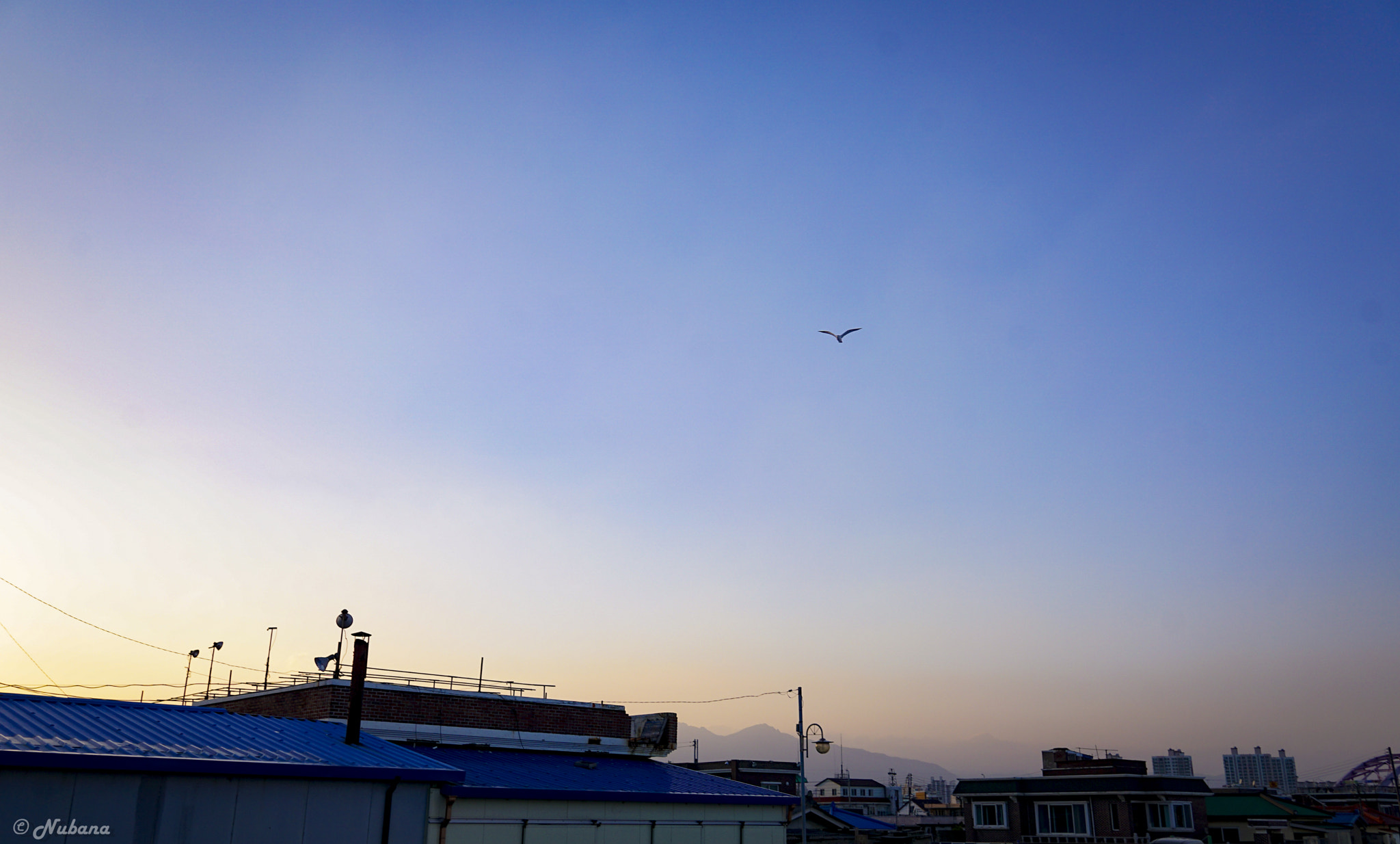Sony a6000 + Sigma 19mm F2.8 EX DN sample photo. Free bird photography