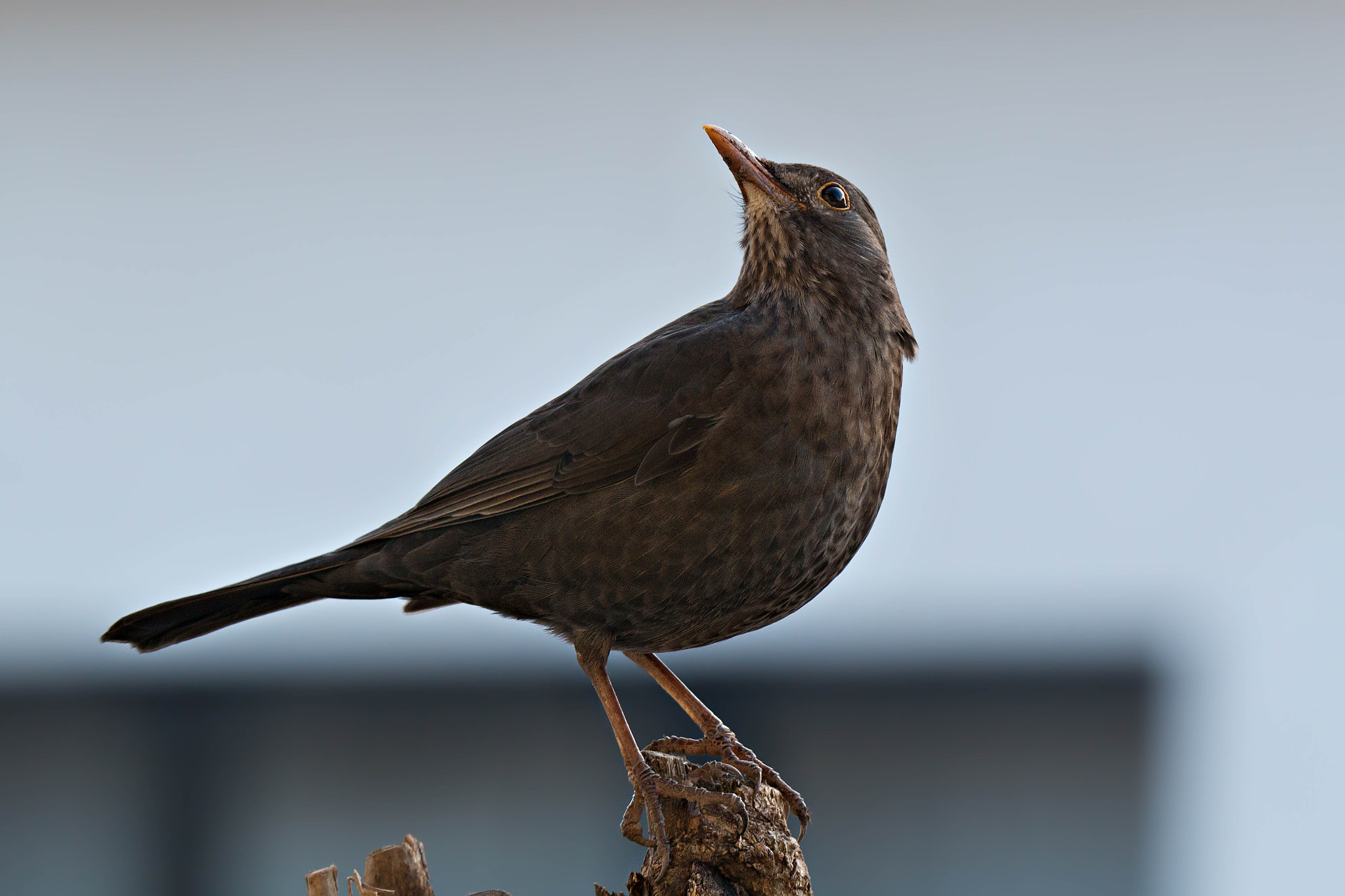 Tamron SP 150-600mm F5-6.3 Di VC USD sample photo. Amsel photography