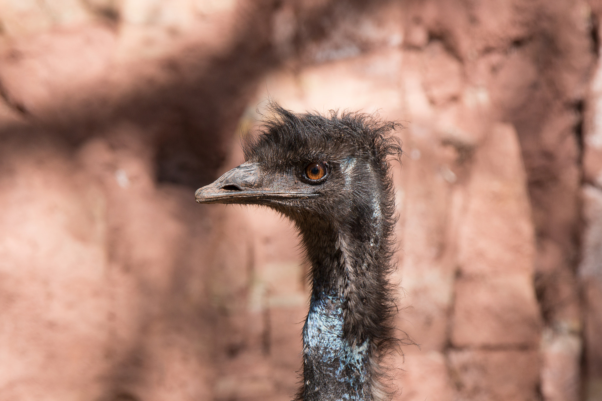 Canon EOS 70D sample photo. Emu portrait photography