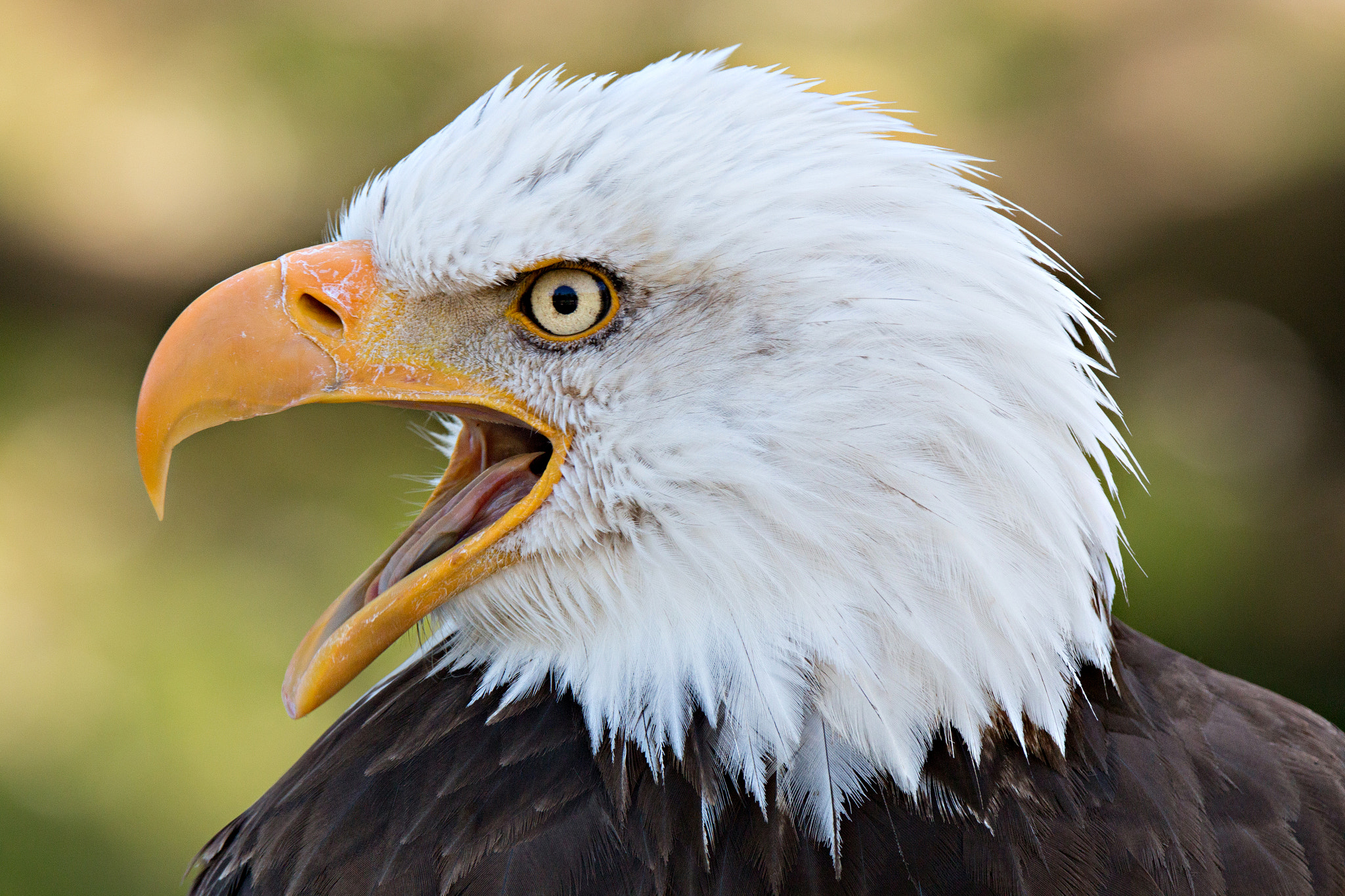Tamron SP 150-600mm F5-6.3 Di VC USD sample photo. Weißkopfseeadler portrait photography