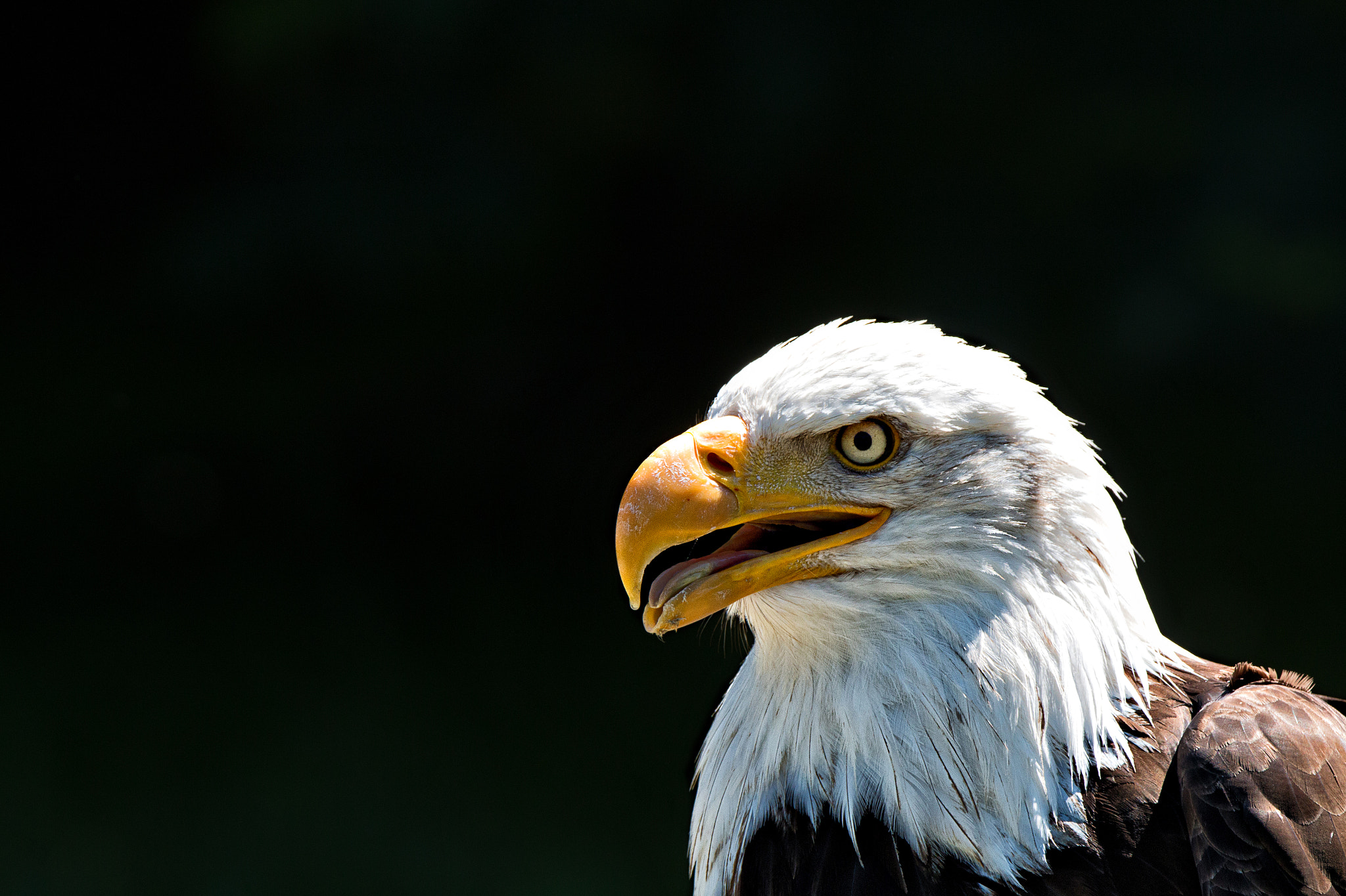 Tamron SP 150-600mm F5-6.3 Di VC USD sample photo. Weißkopfseeadler portrait photography