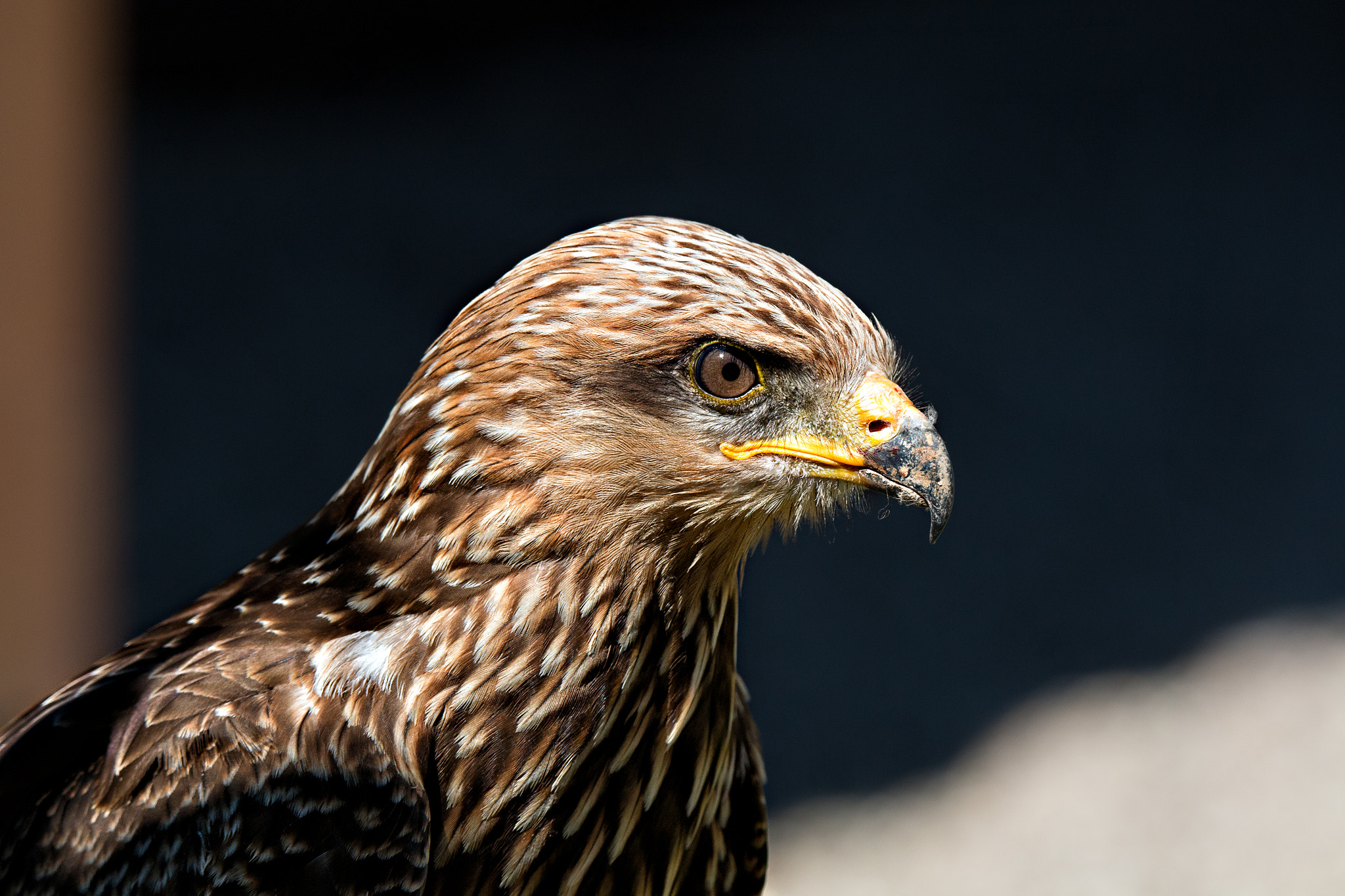 Tamron SP 150-600mm F5-6.3 Di VC USD sample photo. Eaba o photography