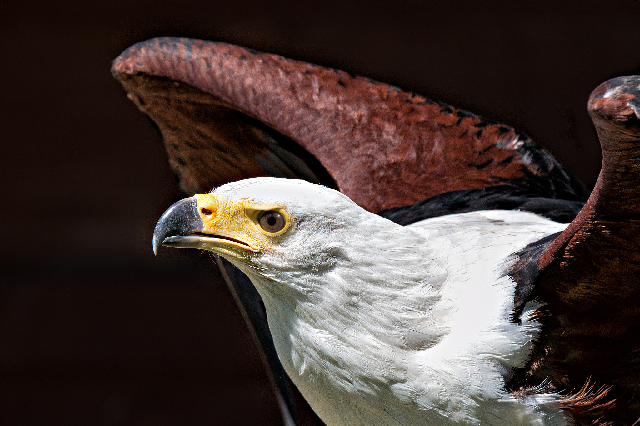 Tamron SP 150-600mm F5-6.3 Di VC USD sample photo. Seeadler photography