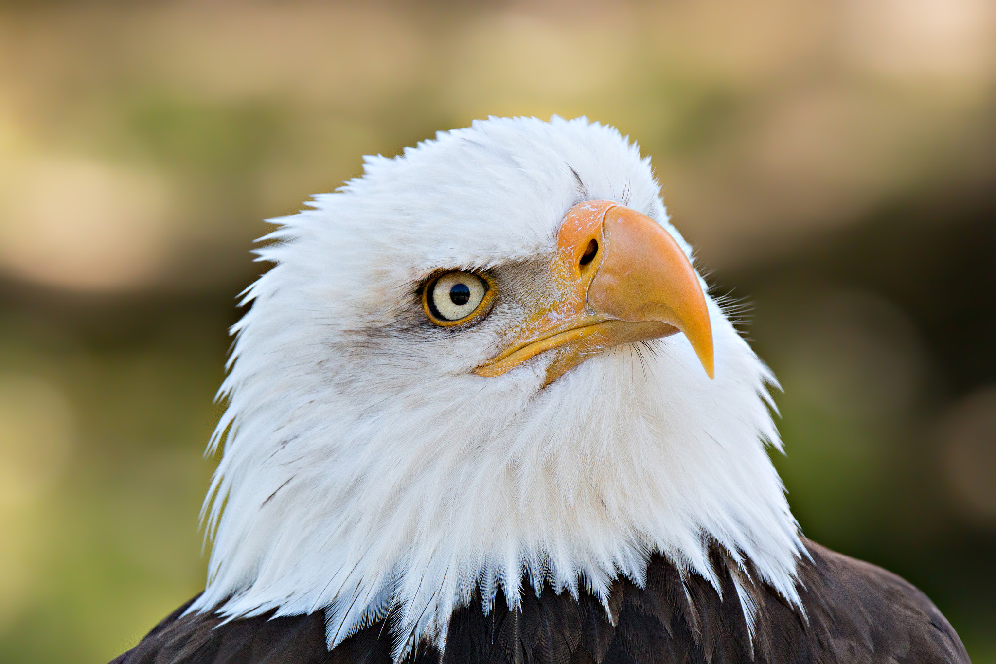 Tamron SP 150-600mm F5-6.3 Di VC USD sample photo. Weißkopfseeadler portrait photography